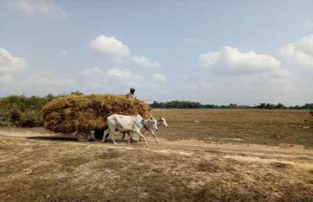 Local farmers Siem Reap
